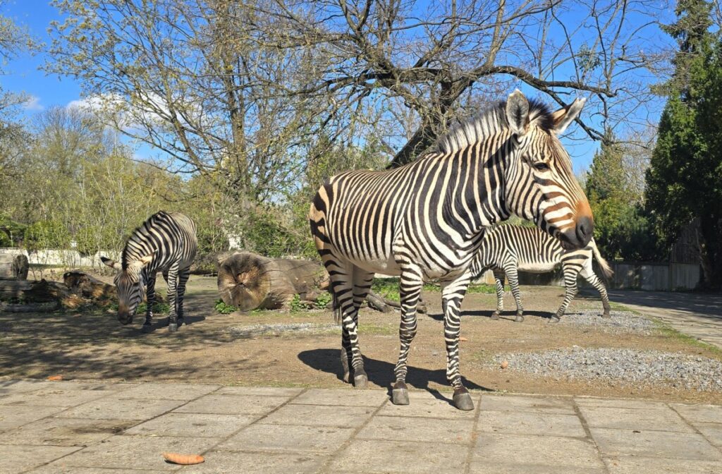 Wsparcie Würth Polska Zoo Zebra